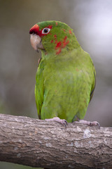Red-fronted Macaw (Ara rubrogenys)
