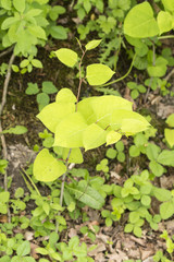 Fresh green leaves of Czech bamboo.