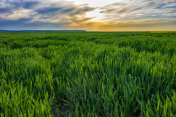 day landscape with a young green wheat field with colorful sky