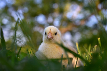 A chick in the grass