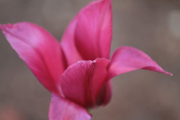 Fototapeta na wymiar Magenta tulip