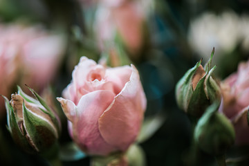 Macro photograph of pink mini roses.