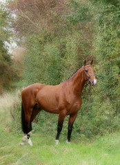 Beautiful Standing Horse