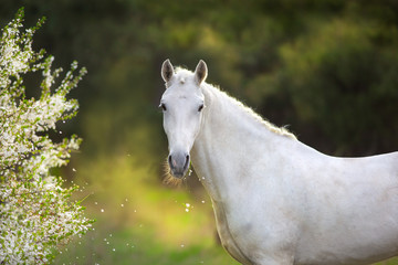 White stallion in spring blossom tree