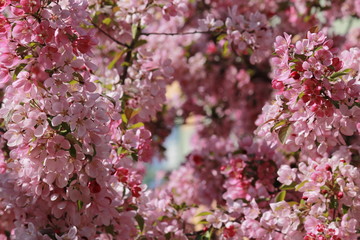 Pink blossoms