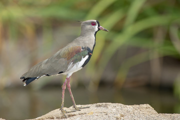 Southern Lapwing (Vanellus Chilensis)