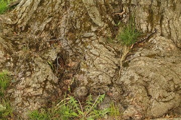 Tree stump
