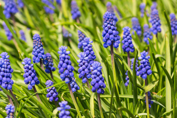 Muscari in the spring garden