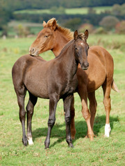 Obraz na płótnie Canvas Two Pretty Foals