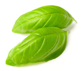 Fototapeta premium fresh herb, fresh basil leaves isolated on white