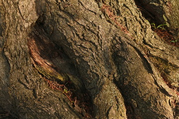 Tree roots