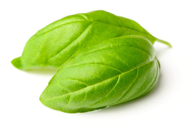 fresh herb, fresh basil leaves isolated on white