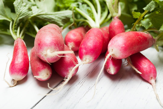 Red radish bungle close up, cultivated and farming concept