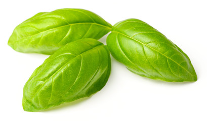 fresh herb, fresh basil leaves isolated on white