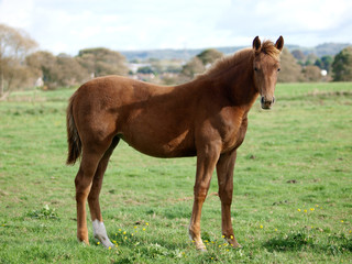 Fototapeta premium Standing Foal