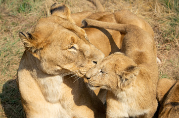 Lioness and cub