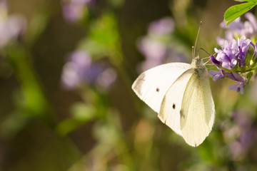 Schmetterling, Falter