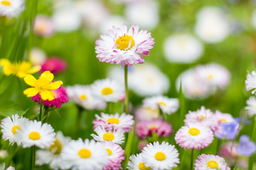 Natural background with blossoming daisies. Soft focus