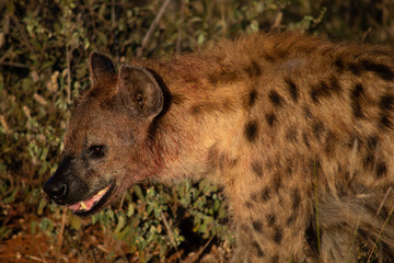 Spotted hyena portrait