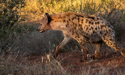 Spotted hyena