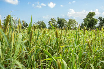 Fototapeta premium Natural Pearl Millet Field. The Crop is Know as Bajra or Bajri Agriculture
