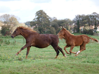 Fototapeta premium Running Mare and Foal