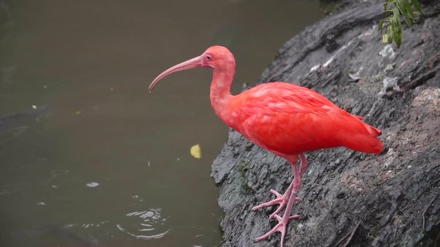 Slow motion shot of Scarlet ibis (Eudocimus ruber)