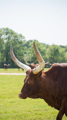 Boeuf Watussi Plan&egrave;te Sauvage Nantes France