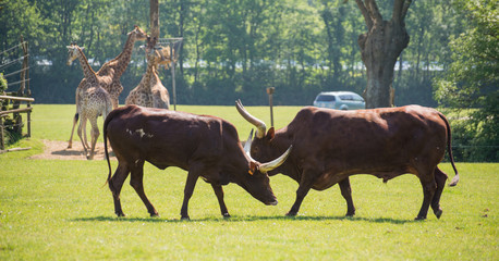 Boeuf Watussi Planète Sauvage Nantes France