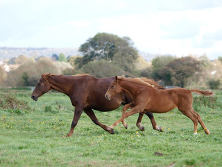 Obraz premium Running Mare and Foal