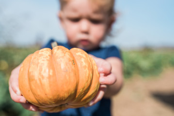 Photograph of a blonde white toddler girl standing in a pumpkin patch, holding a small orange pumpkin. at the camera.