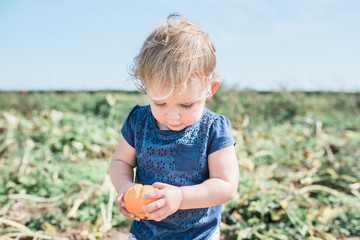 Photograph of a blonde white toddler girl standing in a pumpkin patch, looking at and holding a small orange pumpkin. 