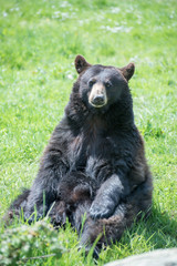 Fototapeta premium Ours noir d'Amérique Planète Sauvage Nantes France