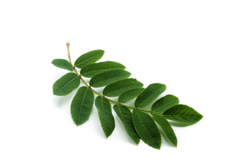 vogelbeerbaumblatt blatt gr&uuml;n bl&auml;tter isoliert freigestellt auf wei&szlig;en Hintergrund, Freisteller