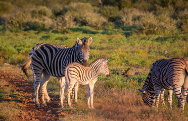 Fototapeta na wymiar Zebra and foal