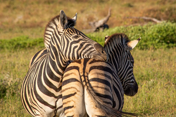 Fototapeta na wymiar Zebra Friends 2