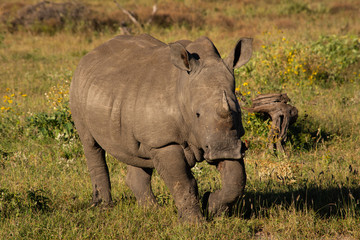 Fototapeta premium Rhino