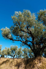 Olivenbäume auf Korfu