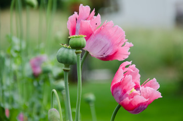 Mohn