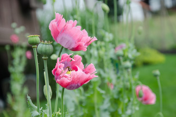 Mohn
