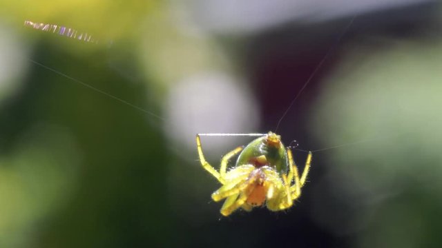 a little flower spider (Misumena vatia) hanging from a web