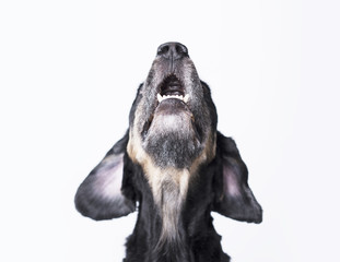 A dog on a white background looking at his smiling mouth and ears