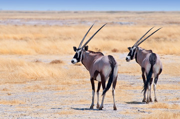 Two beautiful male Gemsboks (Oryx gazella)  in the savannah of Etosha National Park in Namibia.