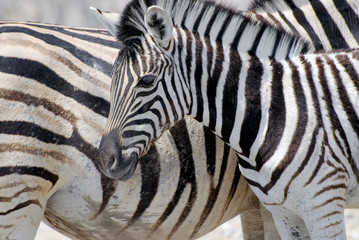 Plains zebras (Equus burchelli) in Etosha National Park, Namibia.