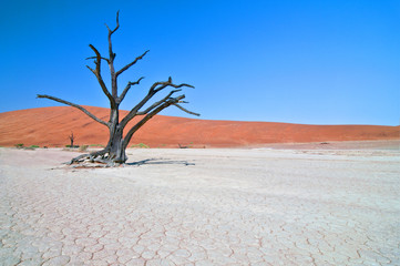 Dead Camelthorn (Acacia erioloba) Trees in Dead Vlei, Namib Naukluft National Park, Namibia.