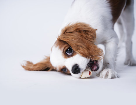 A Cavalier King Charles spaniel eating a bone on a white background