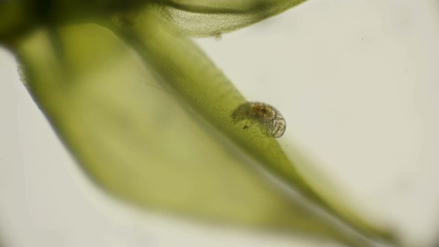 the most enduring organism on the planet is the slow-moving, under a microscope