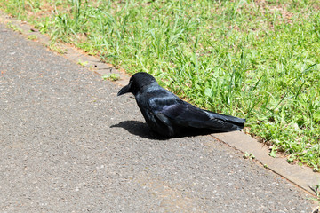アスファルトの上で日光浴を楽しむハシブトガラス