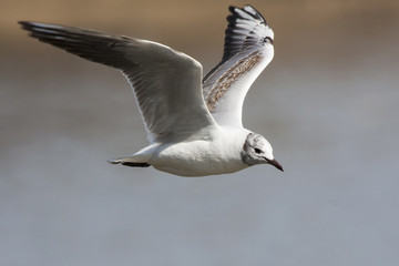 Young black-headed gull flying above lake. Cute common waterbird. Bird in wildlife.