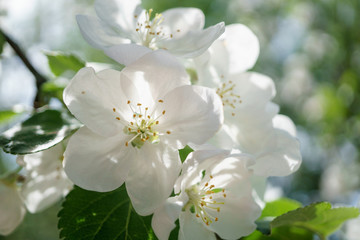 apple tree flowers blossoming in the sunny garden